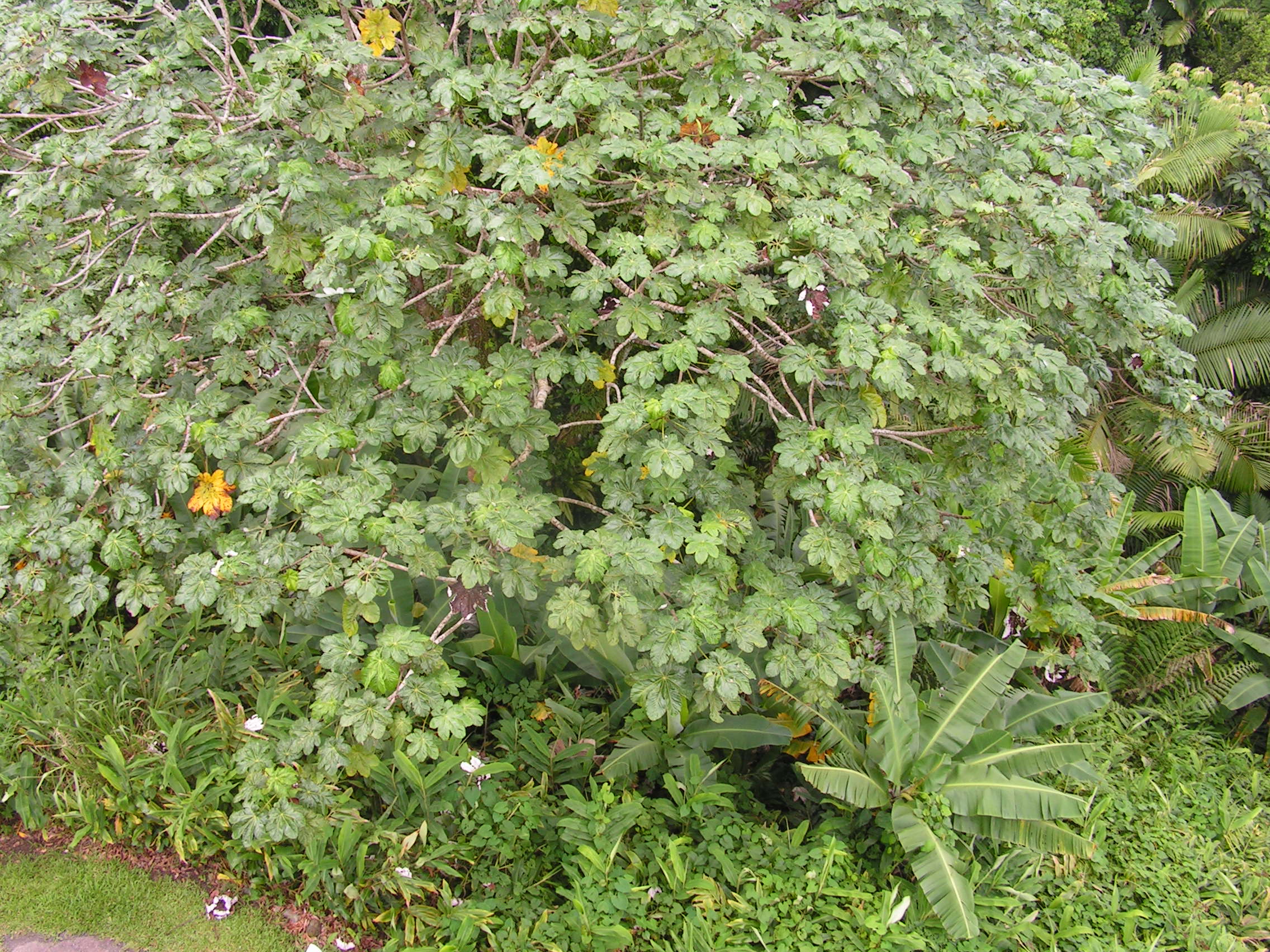 ./2005/Puerto Rico/Part 1/PICT0077.JPG